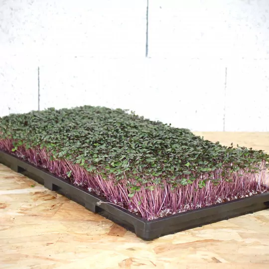 Satz mit 25 Kunststoff-Aussaatschalen für Paperpot-Systeme & Microgreens