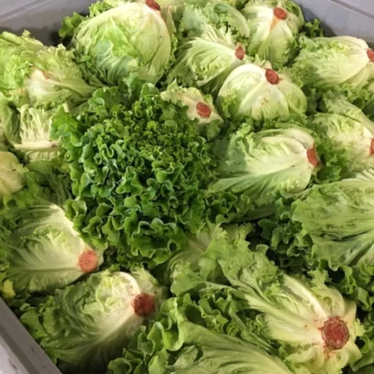 Kopfsalat, Römersalat, Grün, knusprig, Salat