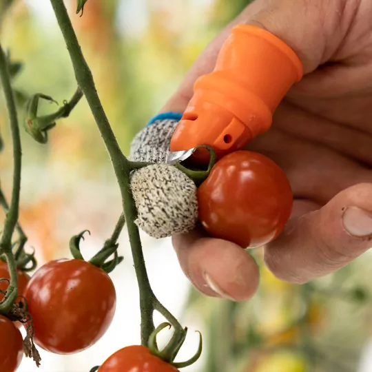 Ernte Fingerhut mit Klinge – 10er-Set