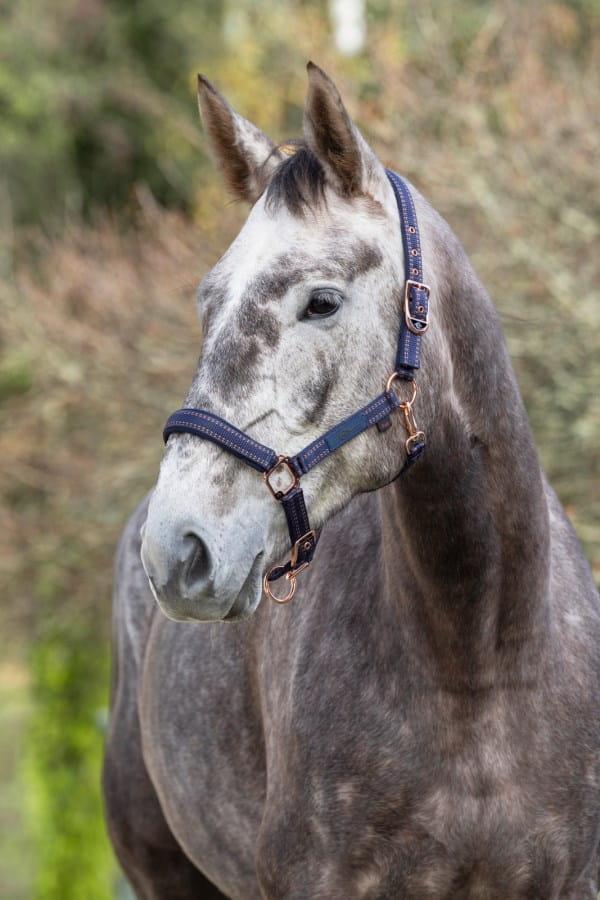 Kerbl Pferdehalfter Royal