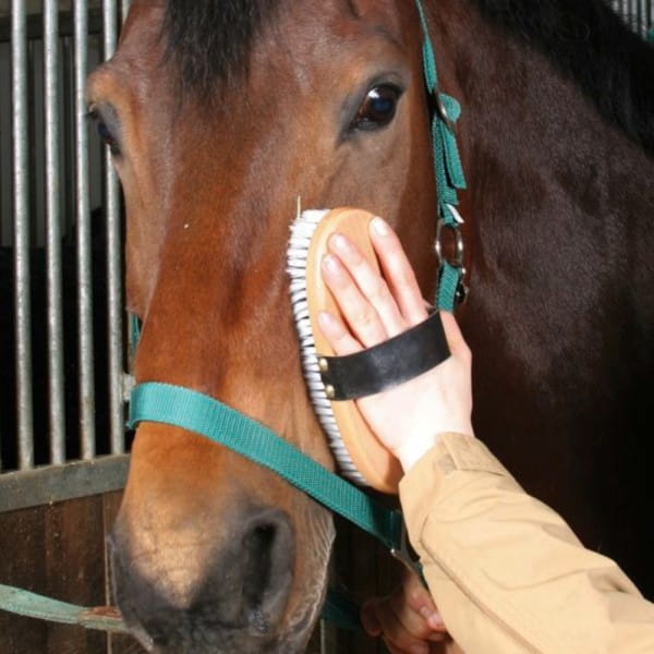 KERBL-Pferdekardaetsche-Brush-Co-Borstenmaterial-Polypopylen-K-3243M_600x600