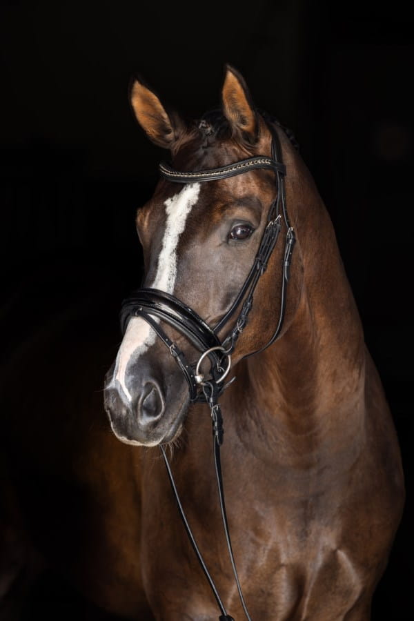 Kerbl Reithalfter | Lack-Optik