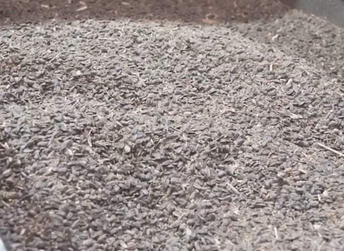 Seed calibrator · 500–600 kg/h · Professional seed cleaner with 200-L container