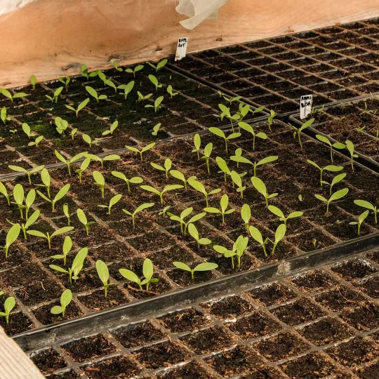 QuickPot Aussaatplatte für Blumen - 96 Zellen 38x38x78 mm – Profi Anzuchtplatte mit tiefem Wurzelsystem