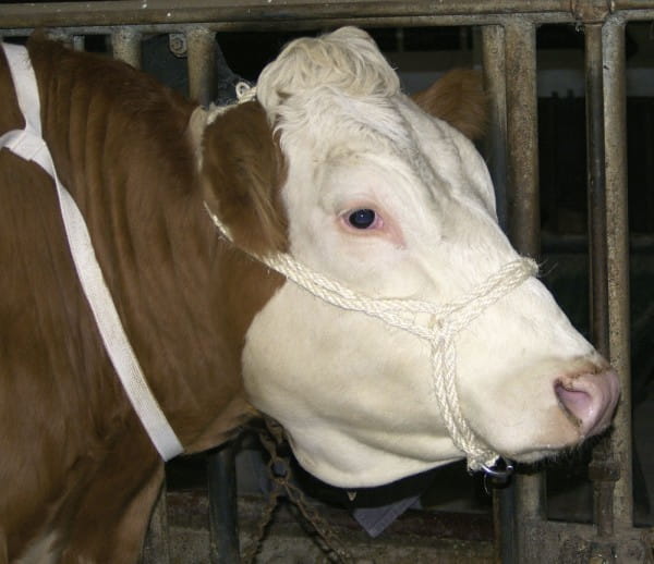 Sisalhalfter-mit-Ring-K-12536-2_600x600