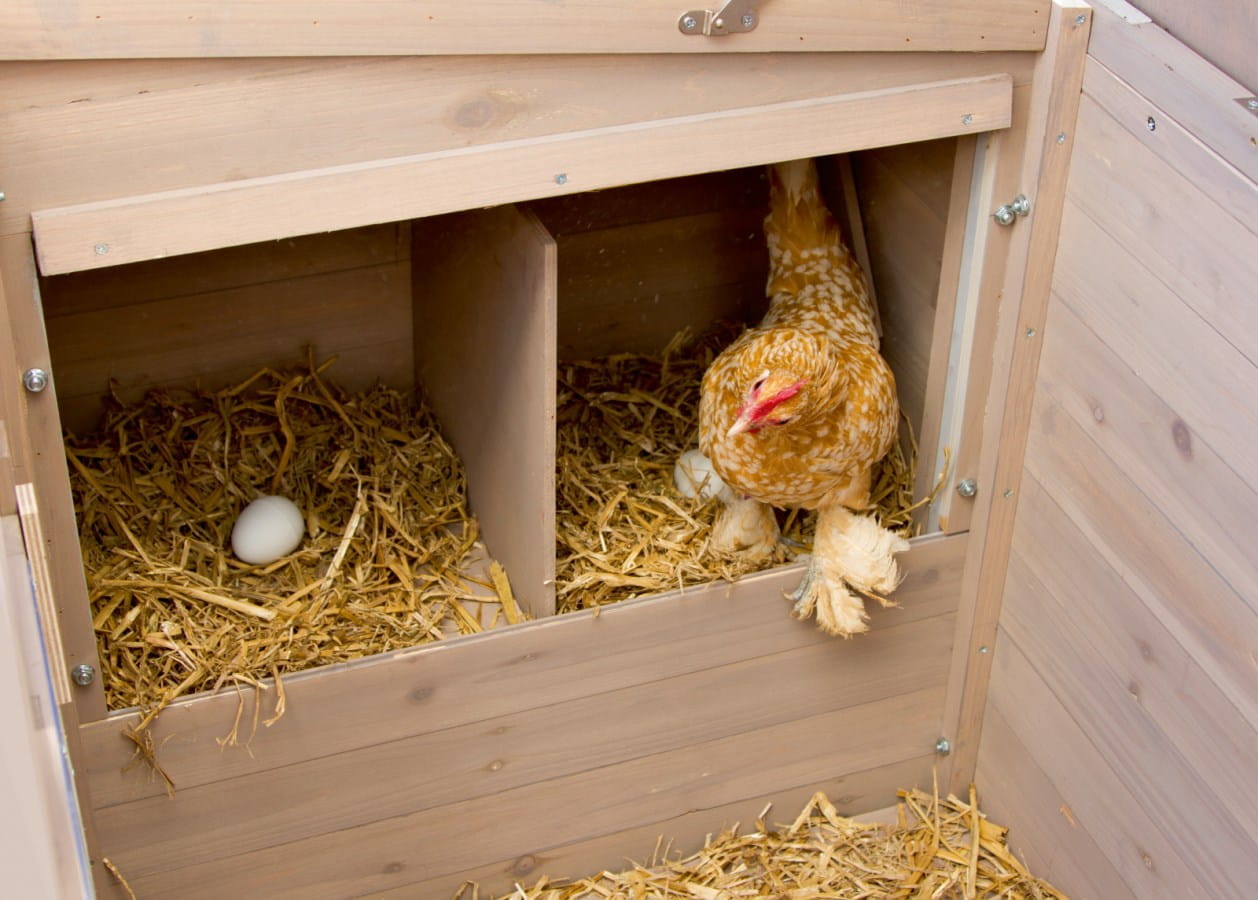 Poulailler pour 4 à 6 poules avec pondoirs, perchoirs et toit en bitume