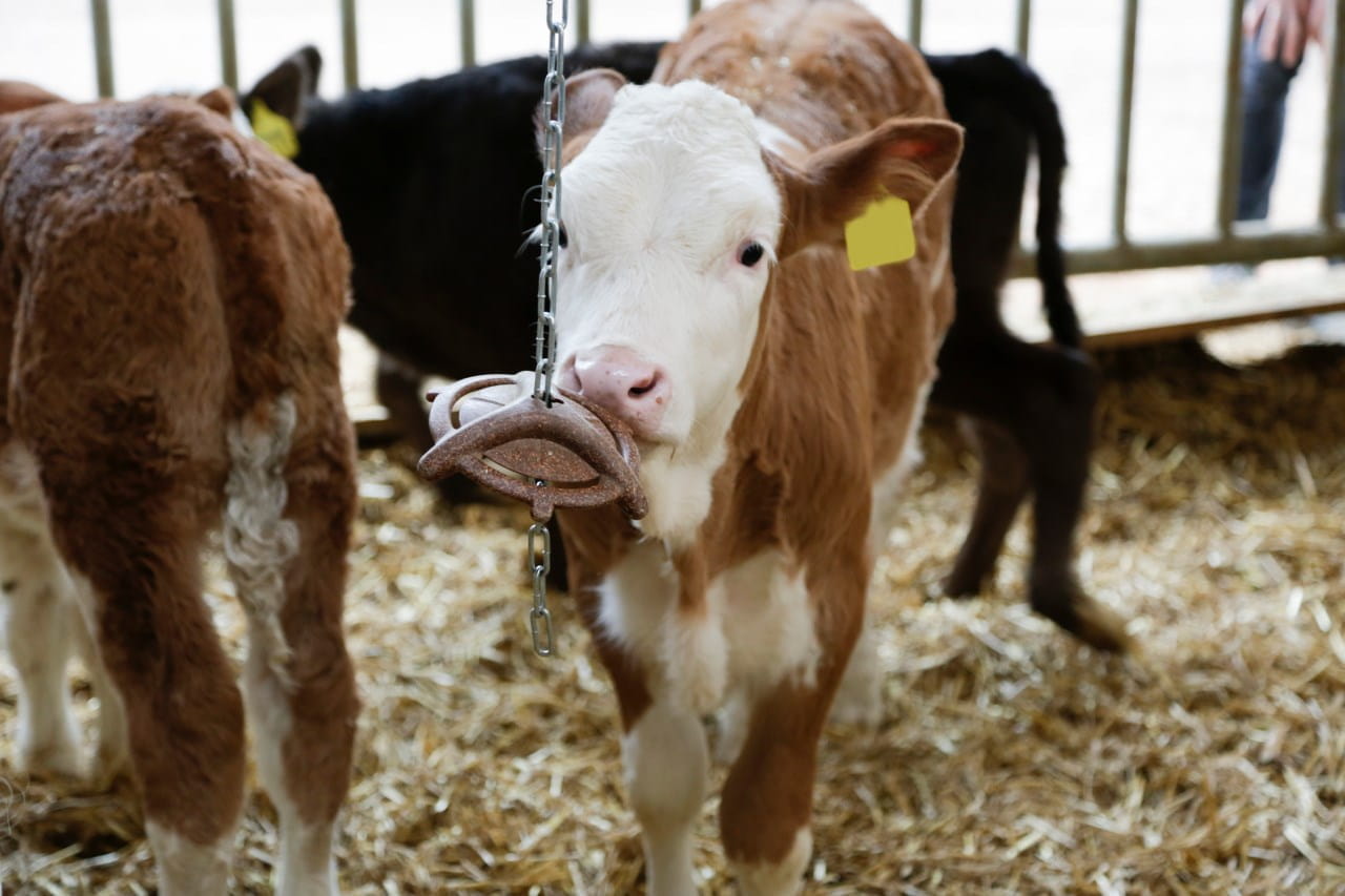 Kerbl natural teething ring