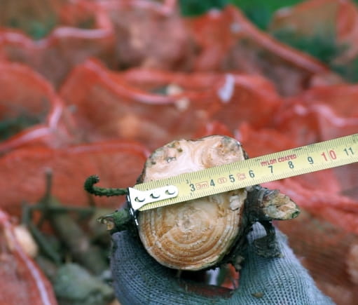 Remet CNC Holzhacker R60 – Zapfwelle | Profi Walzenhacker bis 6 cm