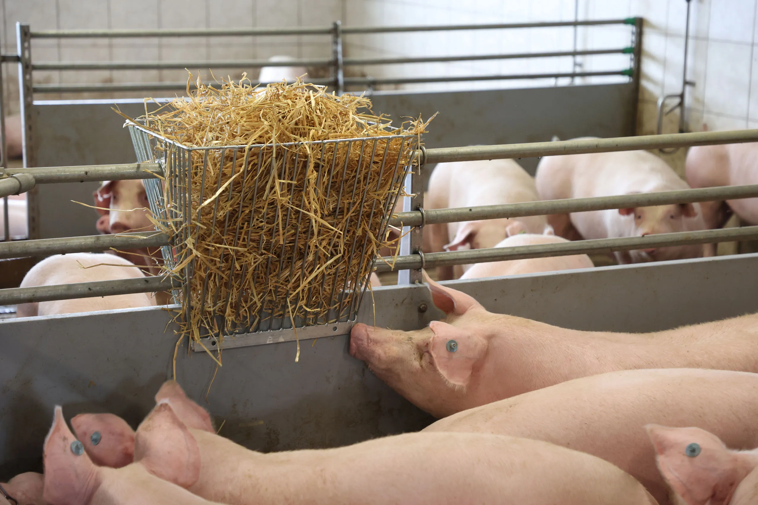 Doppelte Heuraufe - 53 cm x 44 cm x 48 cm; verzinkt zum Aufstecken – platzsparende Futterraufe für Pferde