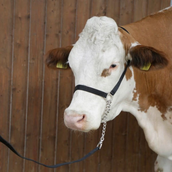 KERBL-Vorfuehrhalfter-K-12512_600x600