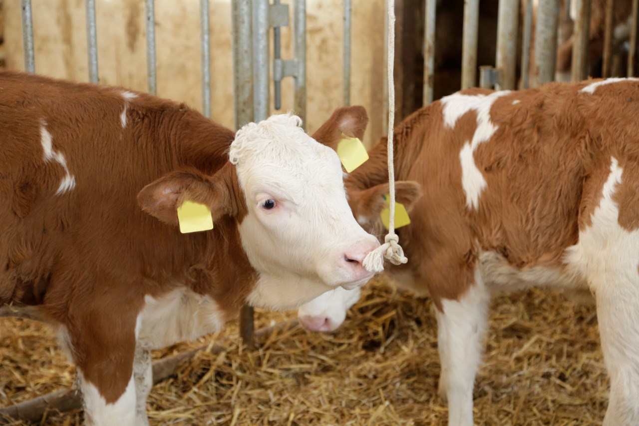 Kerbl Baumwollspielseil - 6mm x 300m