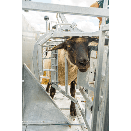 Patura Behandlungsstand Typ XL für Schafe