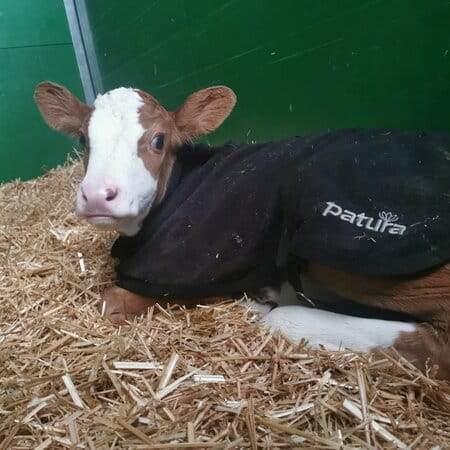 Patura Fleece Calf Blanket