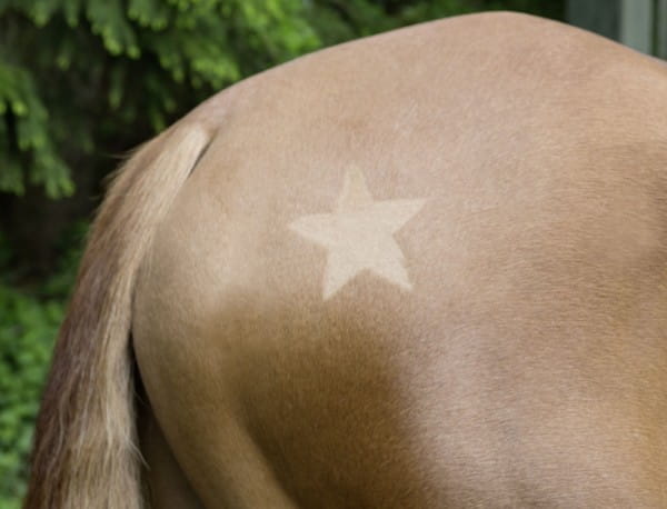 KERBL-Scherschablone-fuer-Pferde-K-321900-7_600x600