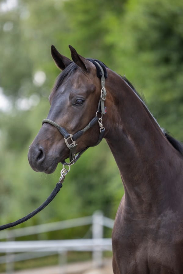 Kerbl Halfter Cordano - gepolstert