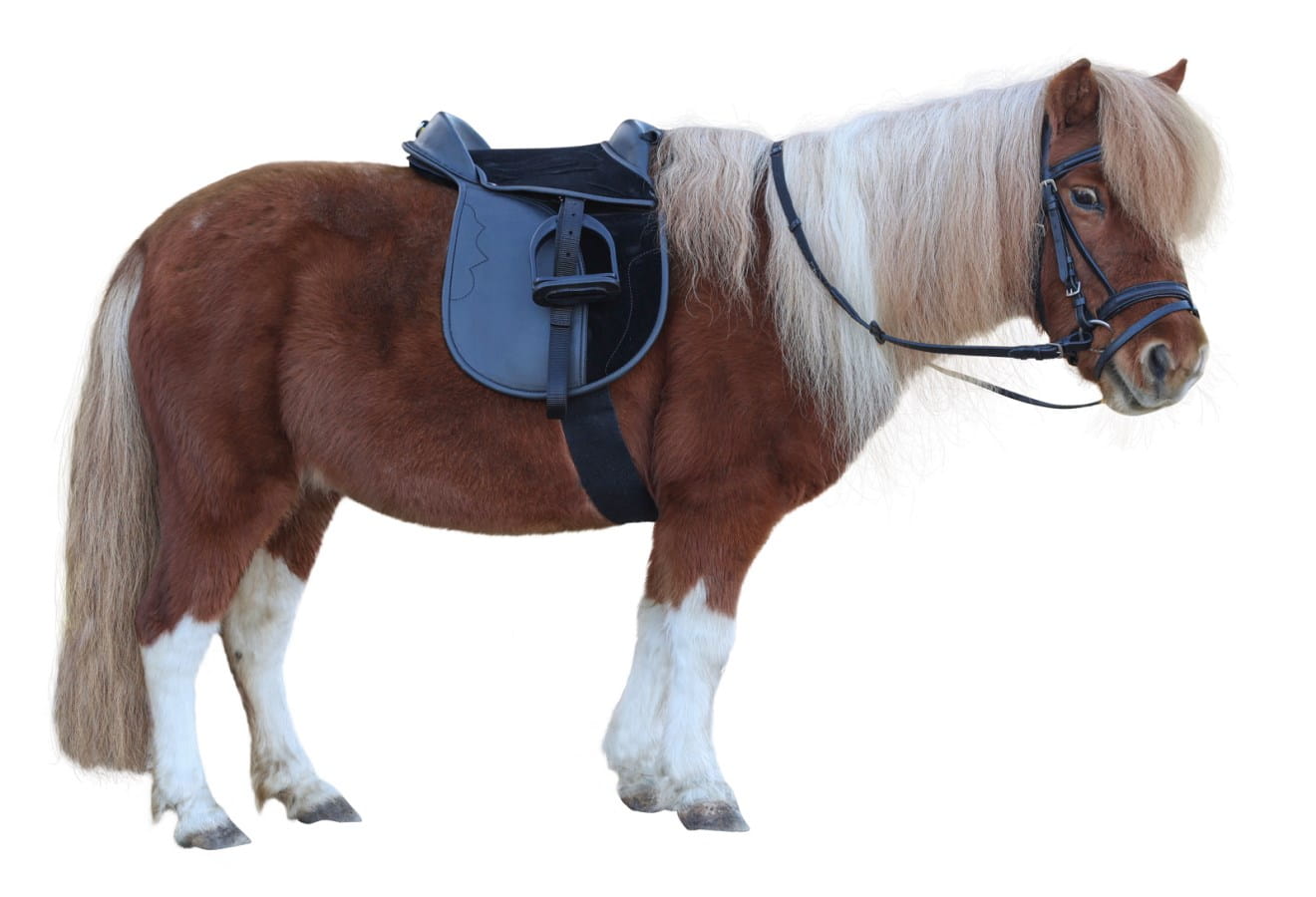 Kerbl Economy Pony Saddle Set - for beginners