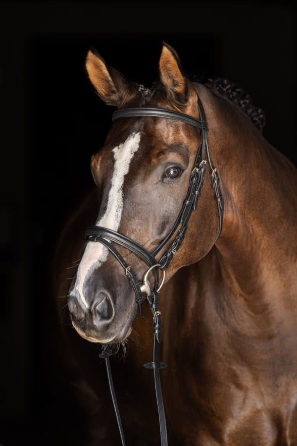 Kerbl Trensenzaum Standard