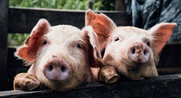 Schweine1