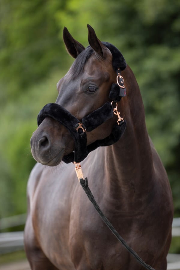 Kerbl Halfter SuperSoft