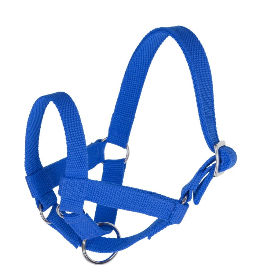 BL25895 Kerbl Lama Halfter Größe 50 - blau