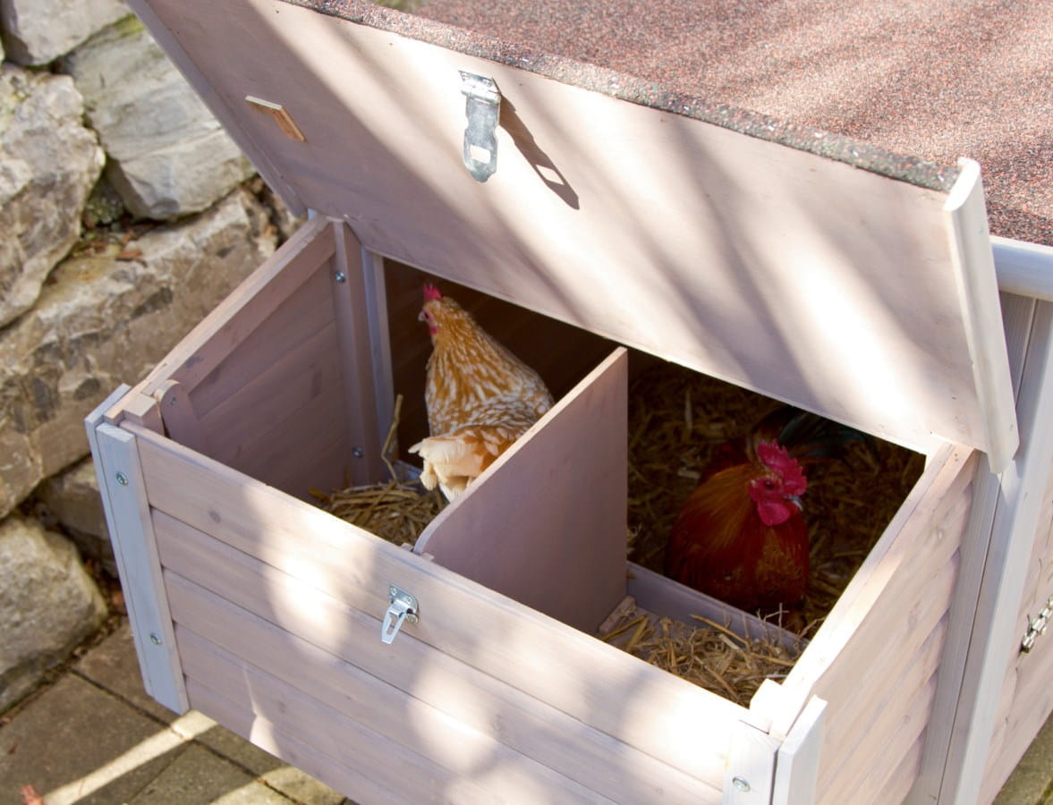 Poulailler pour 4 à 6 poules avec pondoirs, perchoirs et toit en bitume