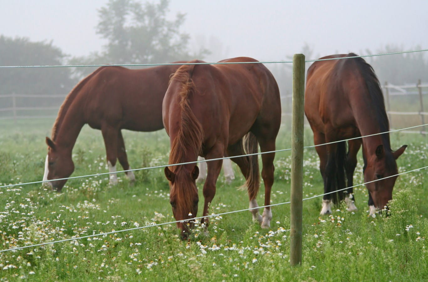 Premium HorseWire 250m, 8mm – Hochleitfähiges Pferdezaunseil mit 800kg Bruchlast