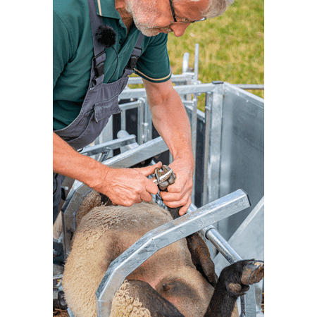 Patura Behandlungsstand Typ XL für Schafe