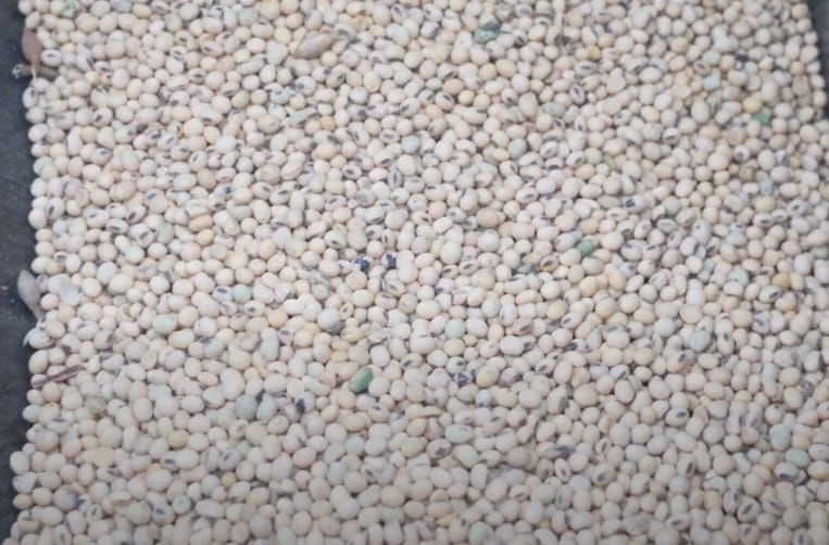 Getreideextruder 200kg/h - mit Zapfwellenantrieb