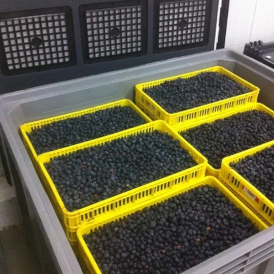 Blaubeeren, Beeren, Korbbecher, Frischware, Lebensmittelbehälter