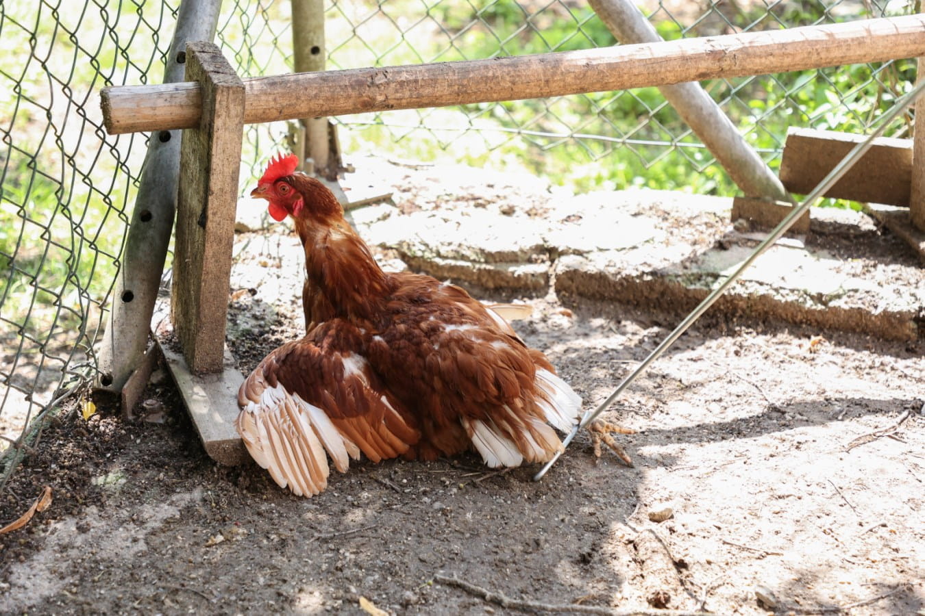 Geflügel Fanghaken - 111cm