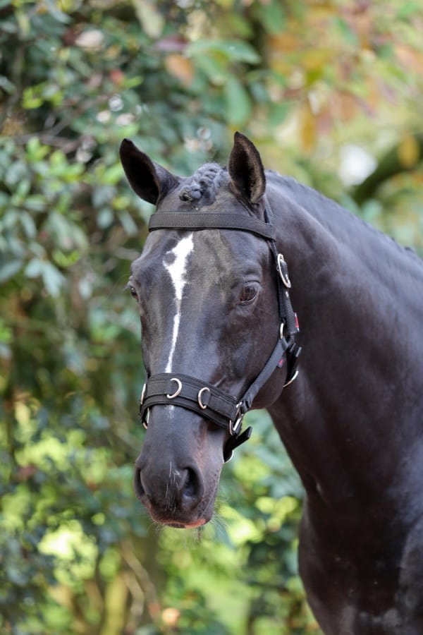 Kerbl Longierhalfter