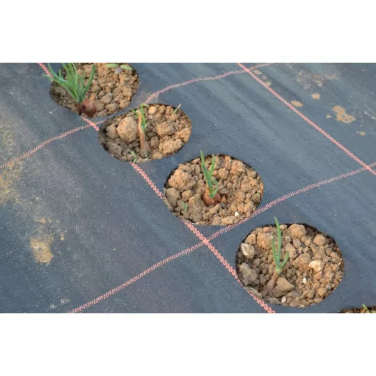 Fixation ronde double face 170 mm pour Thermo-Perfo | Découpes précises pour billes de plantation de grande taille