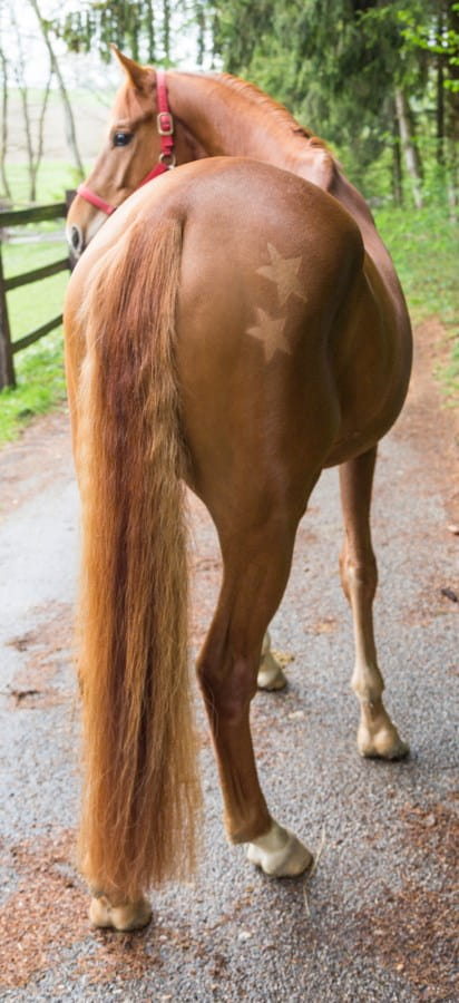 3 x Scherschablone - kreative Fellgestaltung