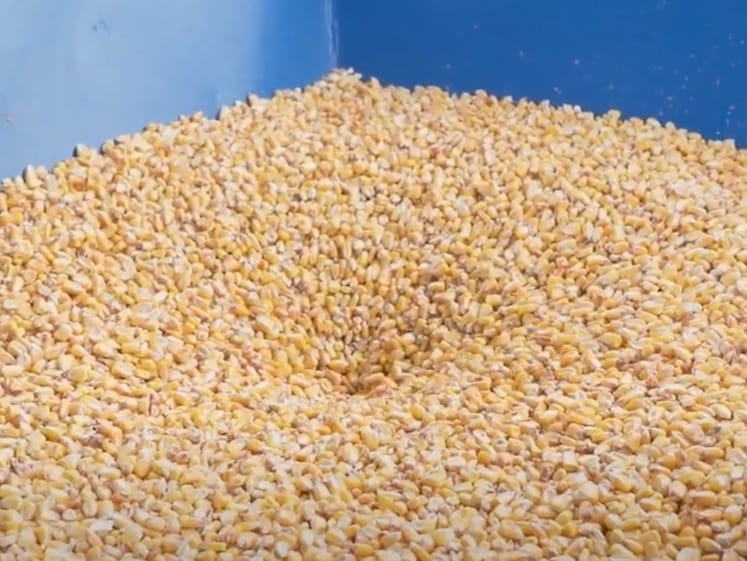 Grain extruder 600kg/h - Connection 400V / 55kW