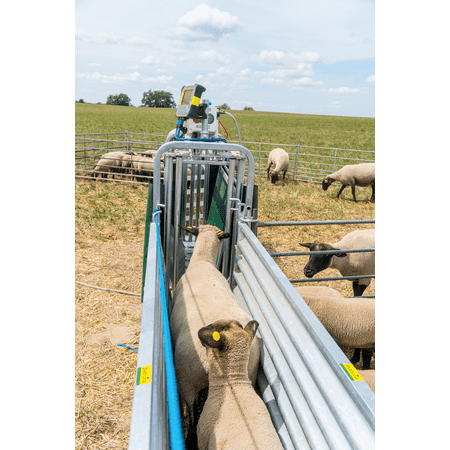 Patura 3 Wege-Wiege  und Sortierbox mit Druckluftbetrieb - für Schafe