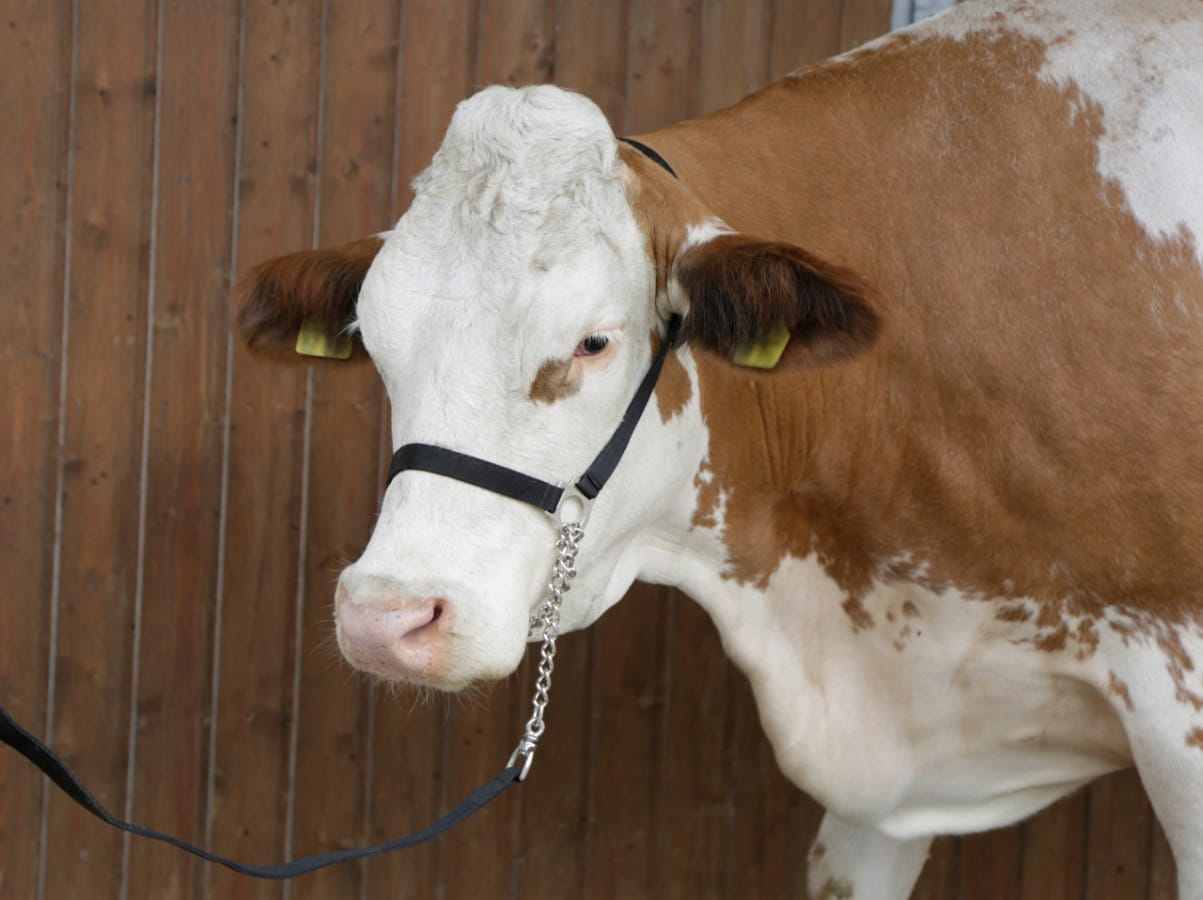 Kerbl Rinder / Kuh Vorführhalfter mit Führleine - schwarz