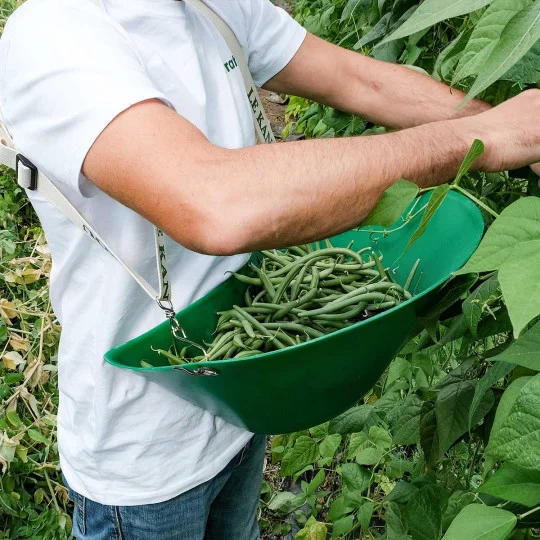 Grüner Bohnenkorb, grüne Bohnen, Bohnenpflanze, Gemüseernte, Erntekorb