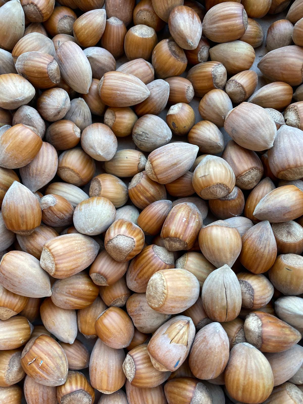 Brander Nussknackermaschine – Elektrischer Walnuss & Haselnuss Knacker 230V 1,1 kW