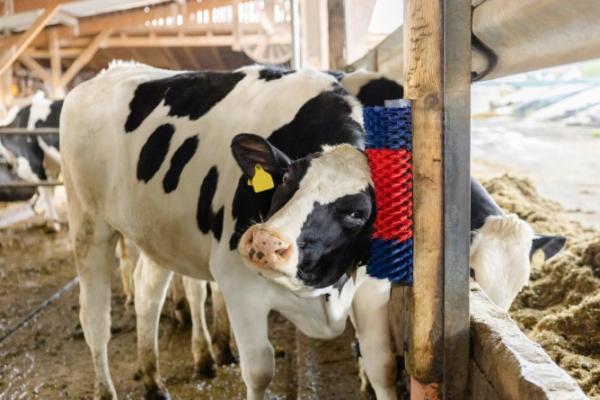 KERBL-Kratzbuerste-XL-halbrund-K-293105-6_600x600