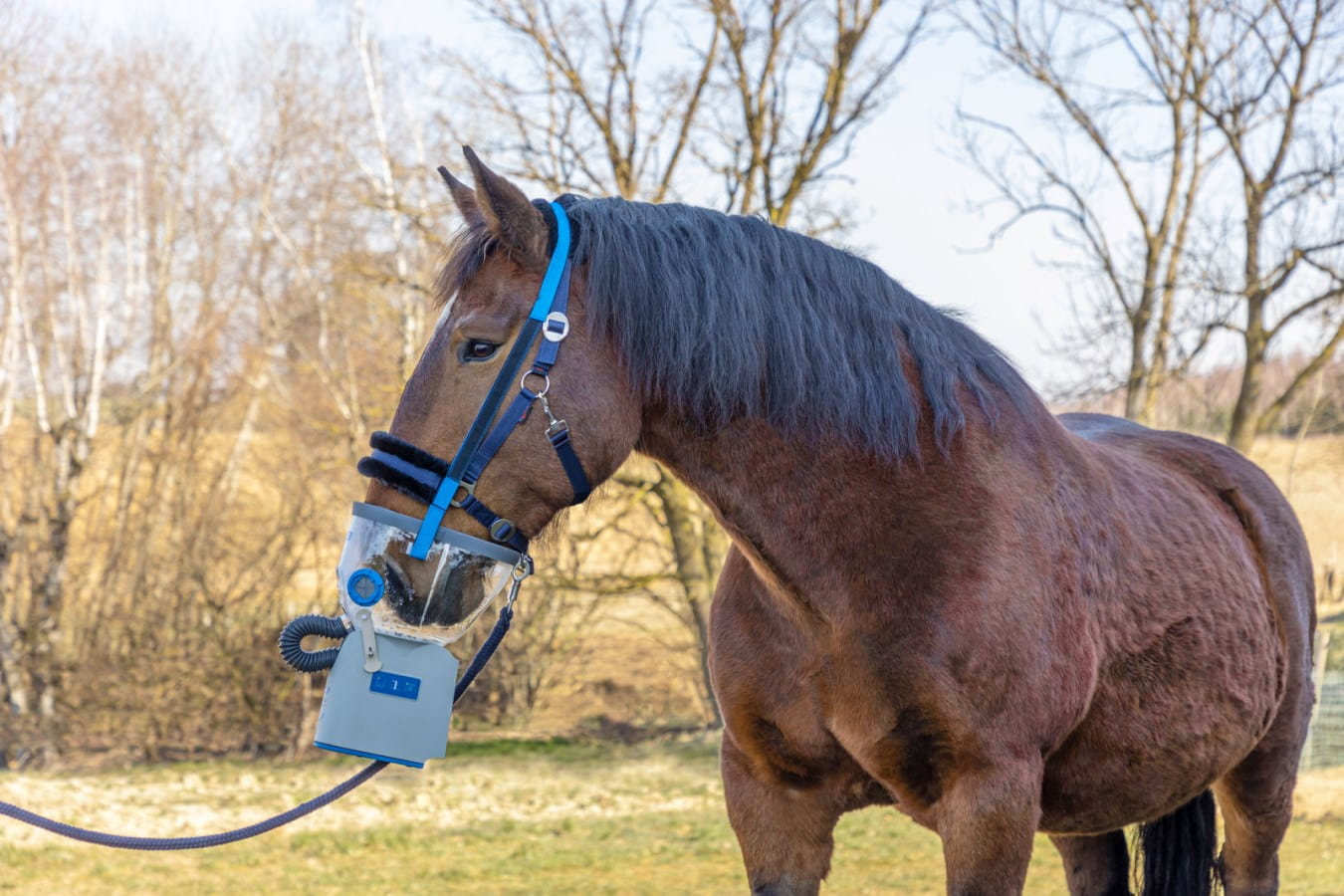 HippoMed AirOne Inhalation Mask | incl. accessories - for horses