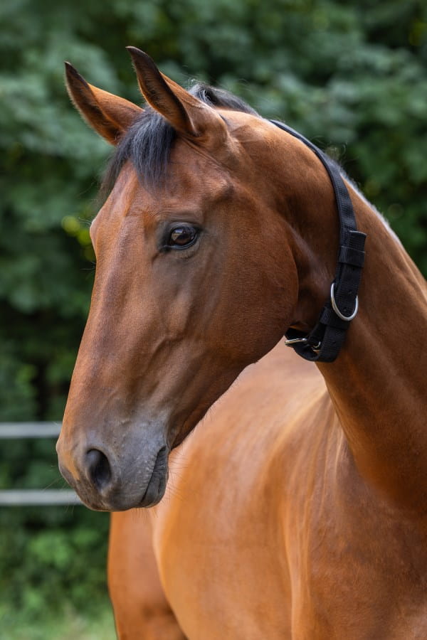 Kerbl Halsriemen - schwarz - Größe Full