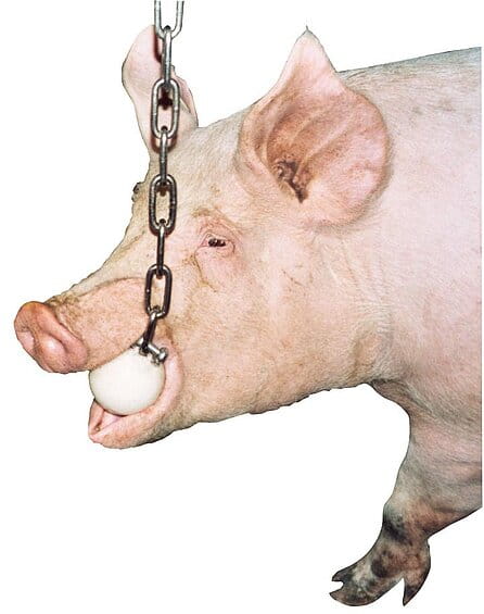 30143 Beißkugel für Mastschweine d 75mm