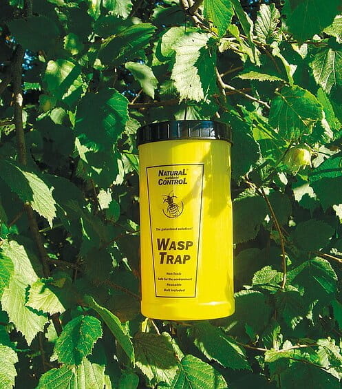SwissInno wasp trap chemical-free