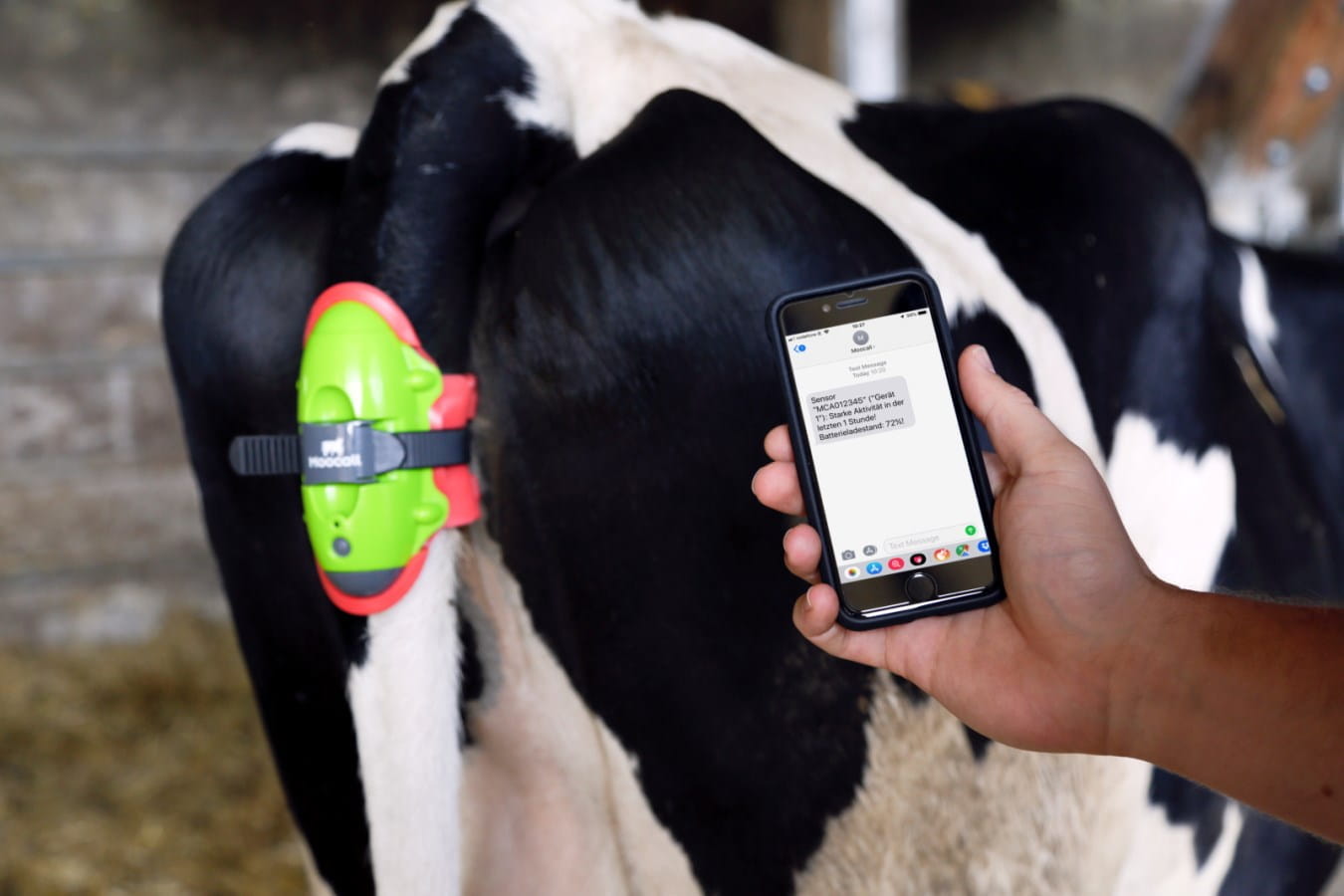 Moocall calving alarm - The hour (before) birth!