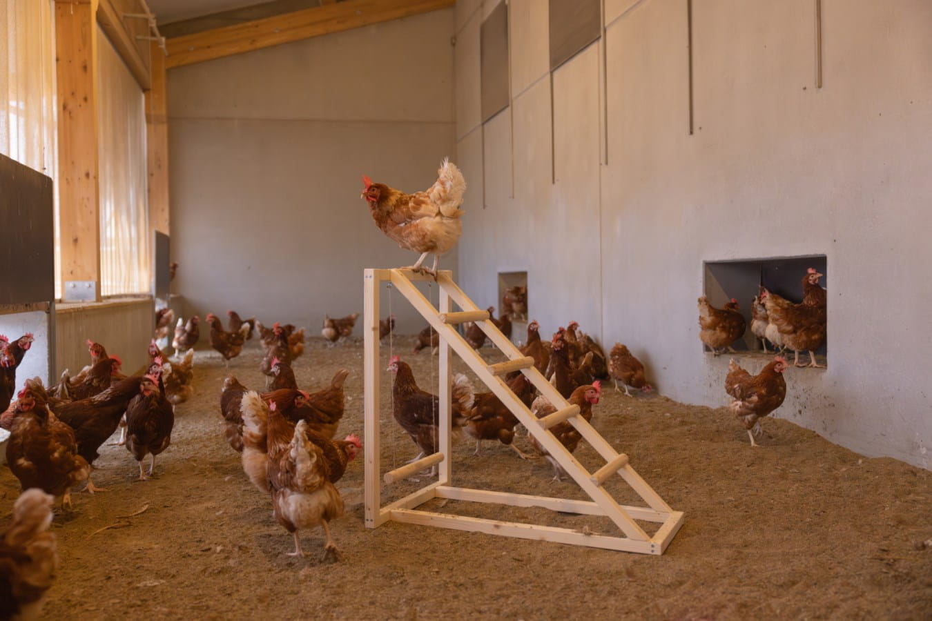 Kletterturm für Hühner - 85 x 55 x 76cm