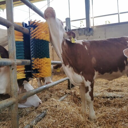 Patura Kratzbürste Multifix - für Wand- und Pfostenmontage