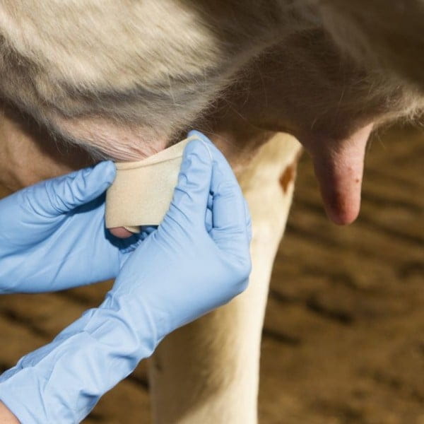 Zitzenverband-UdderoSoft-K-15660-4_600x600