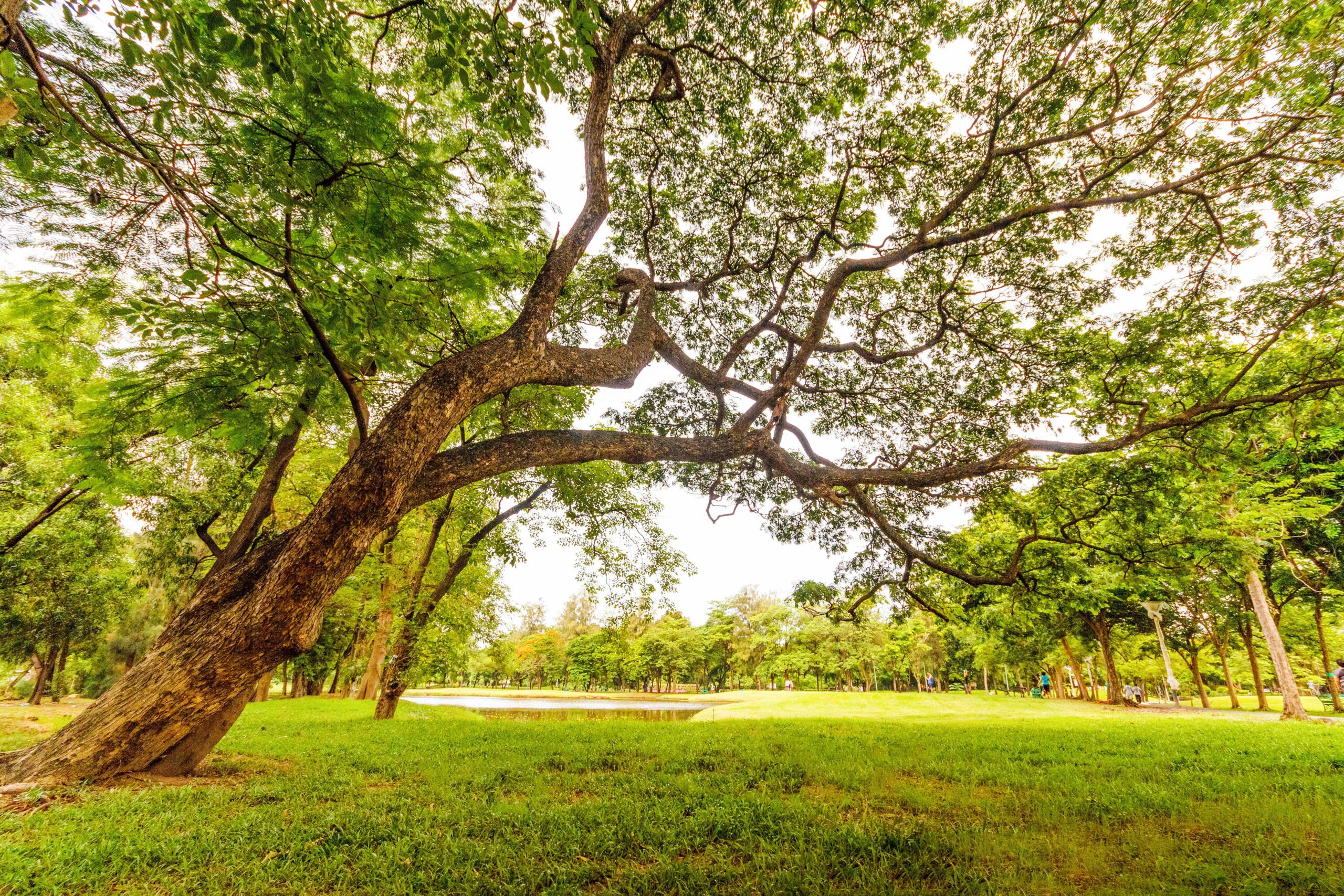 Baum, Park, Grün, Draußen, Natur
