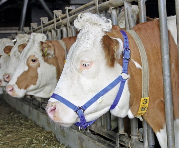 KERBL-Vorfuehrhalfter-K-12614_600x600