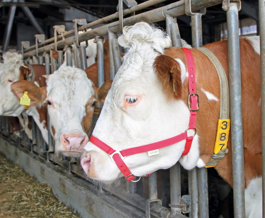 Kerbl Rinder / Kuh Vorführhalfter - rot